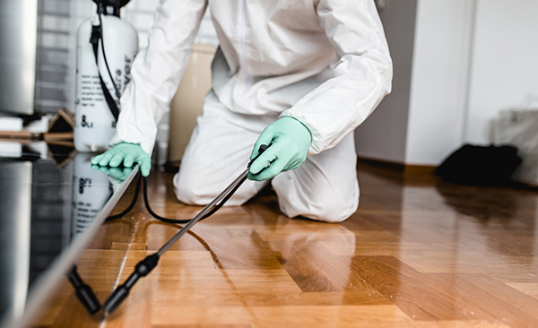 How Regular Pest Inspections Prevent Costly Damage?